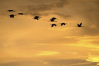 Silhouetten von Vögeln fliegen bei Sonnenuntergang durch einen orangefarbenen Himmel, Kraniche auf