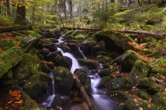 Stream in autumn, Kleine Ohe, Bavarian Forest National Park, Bavaria, Germany, Europe