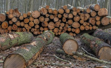 Pile of wood in the forest, Berlin suburbs, Germany, Europe