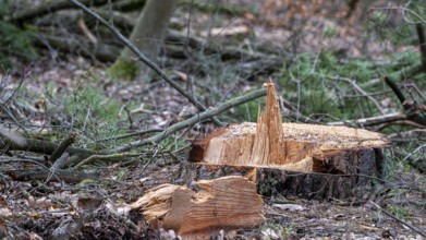 Detailed photo, forestry and clearing in the forest, Berlin, Germany, Europe