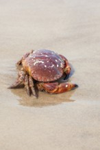 Crab crawling on a sandy beach by the sea