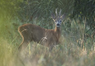 European roe deer (Capreolus capreolus), roebuck with cloverleaf in its mouth, Aesir looking