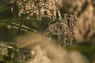 Reed, common reed (Phragmites australis), inflorescence in backlight, Lower Saxony, Germany, Europe