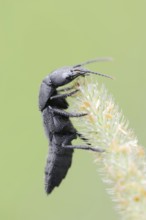 Devil's coach-horse beetle (Ocypus olens), North Rhine-Westphalia, Germany, Europe