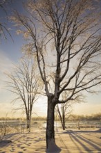 Bare silhouetted deciduous tree covered with ice and snow in the early morning enchanting golden