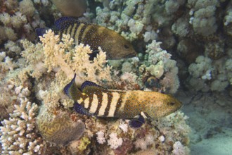 Pair of bluespotted grouper (Cephalopholis argus) during courtship, mating, dive site House Reef,