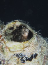 A sabre-toothed blenny (Petroscirtes mitratus) inhabits a plastic canister, marine pollution, dive