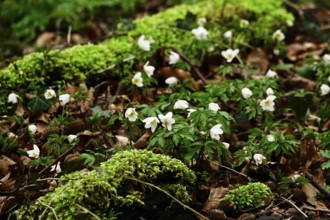 Wood anemone (Anemone nemorosa), Germany, Europe