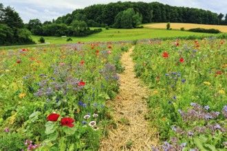 Hiking trail through a colourful flower meadow, Germerode, Meißner, Frau-Holle-Land Geo-nature park