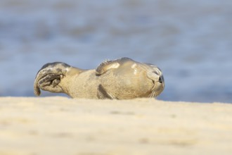 Common seal (Phoca vitulina) juvenile baby pup animal sleeping on a seaside beach, Norfolk,