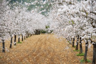 Flowering almond trees (Prunus dulcis), near Alaró, Serra de Tramuntana, Majorca, Balearic Islands,