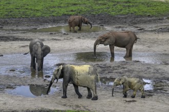 African forest elephants (Loxodonta cyclotis) in the Dzanga Bai forest clearing, Dzanga-Ndoki