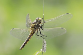 Black-tailed skimmer (Orthetrum cancellatum), female, North Rhine-Westphalia, Germany, Europe