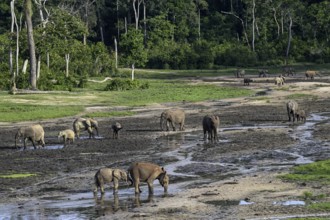 African forest elephants (Loxodonta cyclotis) in the Dzanga Bai forest clearing, Dzanga-Ndoki