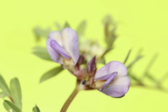 Narrow-leaved vetch (Vicia angustifolia), flowers, Provence, southern France