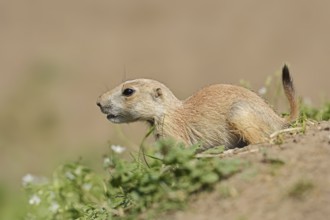 Black-tailed prairie dog (Cynomys ludovicianus), juvenile, captive, occurrence in North America