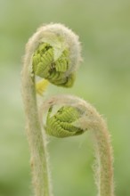 Crown fern or claytosmunda (Osmunda claytoniana), leaf emergence in spring, ornamental plant, North