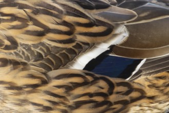 Mallard (Anas platyrhynchos) adult female duck, close up of its wing feathers, Suffolk, England,