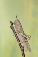 Egyptian locust (Anacridium aegyptium), Camargue, Provence, southern France