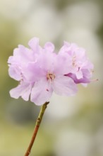 Early spring alpine rose (Rhododendron praecox), flowers, ornamental plant, North Rhine-Westphalia,