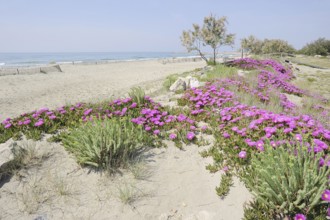 Red noonday flower or Hottentot fig (Carpobrotus acinaciformis) on the beach, Camargue, Provence,