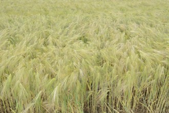 Field with rye (Secale cereale), North Rhine-Westphalia, Germany, Europe