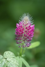 Flower of incarnate clover (Trifolium incarnatum), Bavaria, Germany, Europe