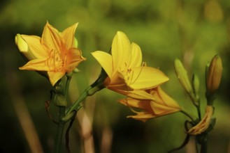 Yellow lilies, summer, Germany, Europe