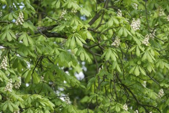 Chestnut tree (Castanea) with countless green leaves and some upright white flowers, branches and