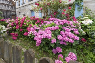 Hydrangea in bloom in the front garden of an old Franconian farmhouse, Ödenberg, Middle Franconia,