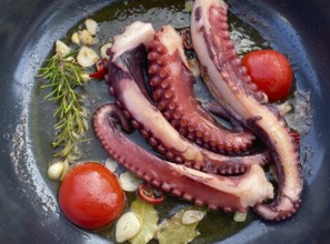 Squid, octopus, olive oil, garlic, tomatoes, in the pan, Food, Stuttgart, Baden-Württemberg,