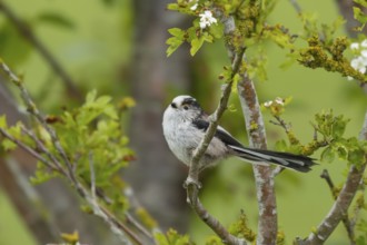 Long tailed tit (Aegithalos caudatus) adult bird in a Hawthorn hedgerow in the spring, Suffolk,