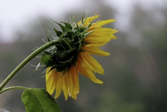 Sunflower, rainy weather, summer, Germany, Europe