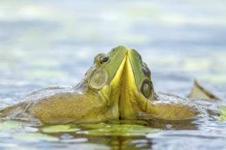 Bull frogs Lithobates catesbeianus. Male bull frogs fighting during the breeding season. La