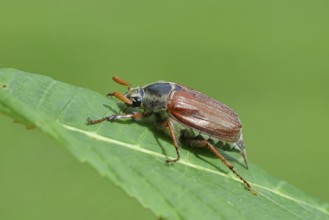 Northern cockchafer (Melolontha hippocastani), male, on a leaf of a horse chestnut (Aesculus