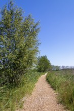 Circular hiking trail, trees, grass, Darßer Ort, Born a. Darß, Mecklenburg-Vorpommern, Germany,