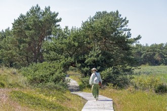 Elderly woman, wooden footbridge, trees, pine trees, circular hiking trail, nature reserve, Darßer