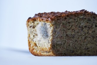 Bread with mould, summer, Germany, Europe