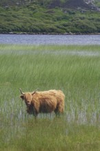 A Highland cow standing in the grass by a loch, hills in the background, Mull, Inner Hebrides,