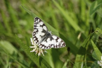 Marbled white (Melanargia galathea), July, Saxony-Anhalt, Germany, Europe