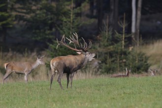 Red deer (Cervus elaphus) in rutting season, capital stag with doe in a forest clearing, wildlife,