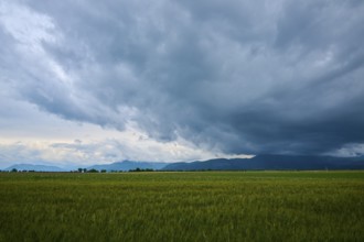 Storm clouds over a wheat field (Triticum), and mountains in the background, summer, Valensole,