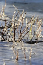 Winter, ice on plants, Dresden, Saxony, Germany, Europe