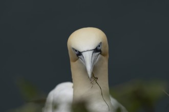 Northern gannet (Morus bassanus) adult bird collecting grass for nesting material on a cliff top,