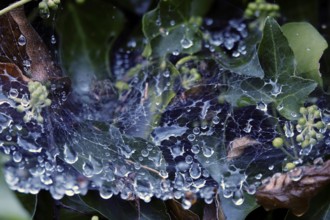 Cobweb threads with water droplets, end of August, Germany, Europe