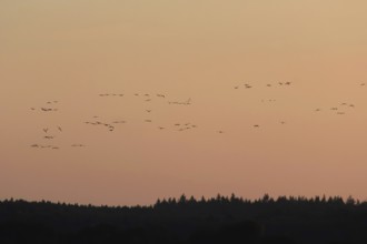 Evening sky at the Baltic Sea near Peenemünde, cranes in the sky, September, Mecklenburg-Western