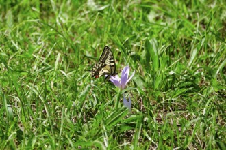 Sail butterfly (Iphiclides podalirius), August, Murnauer moss, Bavaria, Germany, Europe