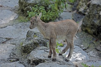 Ibex (Capra ibex), young animal, captive