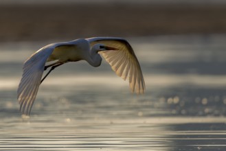 Great Egret, (Egretta alba), flying over shallow water of a fish pond in beautiful morning light,