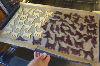 Swabian cuisine, Swabian Christmas biscuits, preparation of Ausstecherle, shortbread biscuits, cat